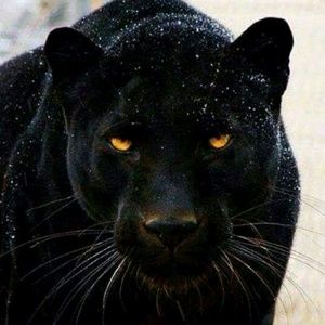 Meet your Posher, Adrienne